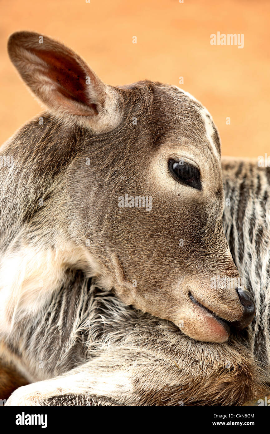 Indian zebu calf Andhra Pradesh South India Stock Photo - Alamy