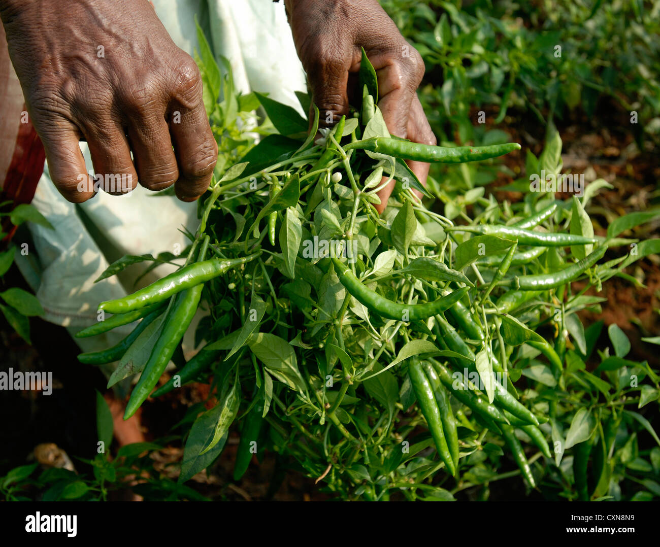 Green chilli pepper crop in Oddanchatram,Tamil Nadu,India Stock Photo