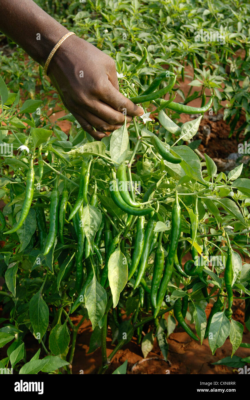 Green chilli pepper crop in Oddanchatram,Tamil Nadu,India Stock Photo Alamy