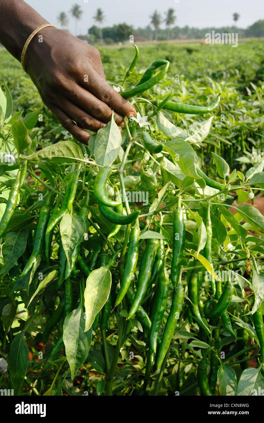 Green chilli pepper crop in Oddanchatram,Tamil Nadu,India Stock Photo