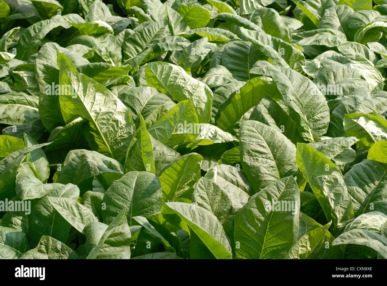 Tobacco plantation in oddanchatram ,Tamil Nadu,India Stock Photo Alamy