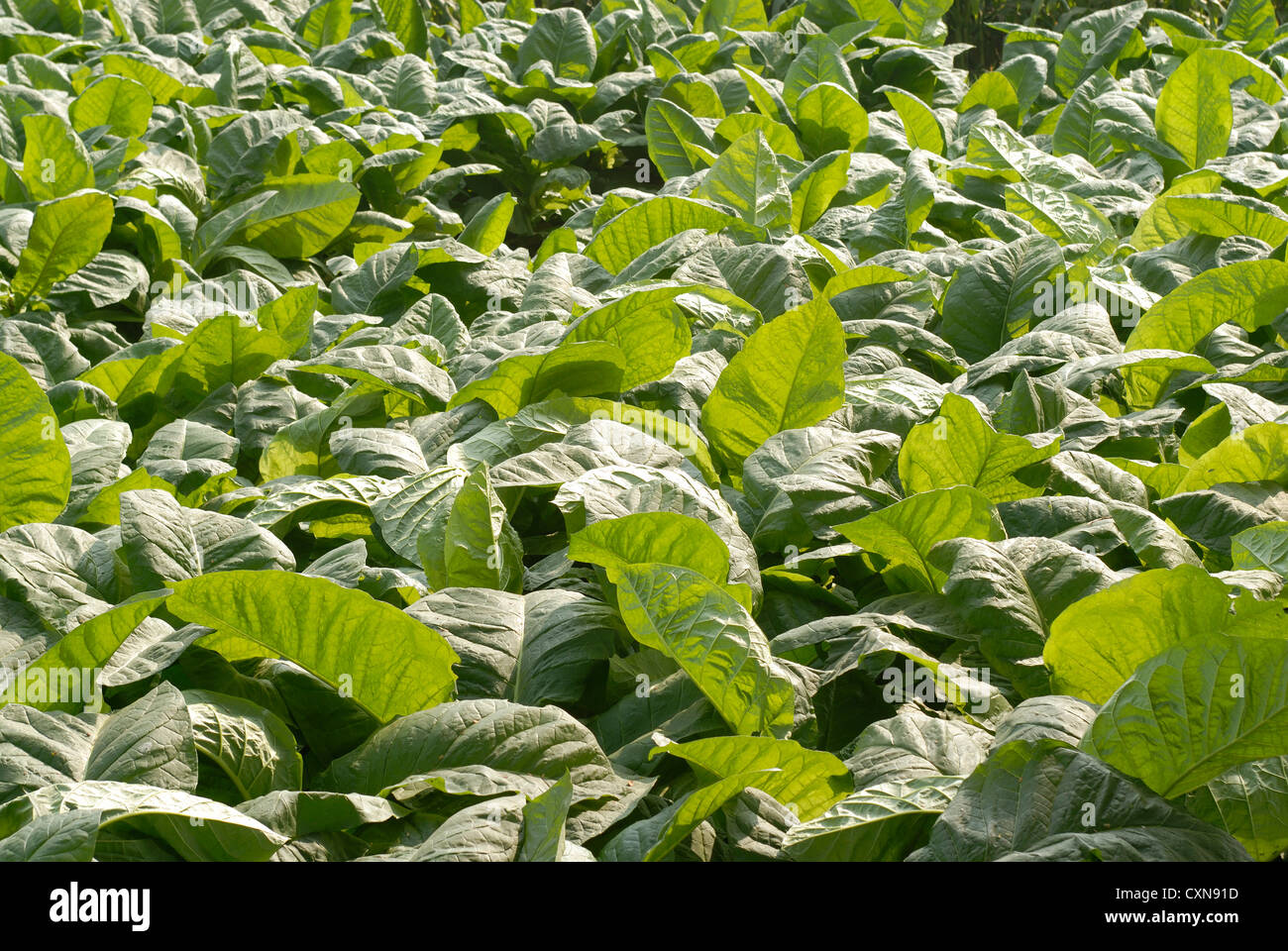 tobacco in tamil Tobacco leaf horizontal hi-res stock photography and images