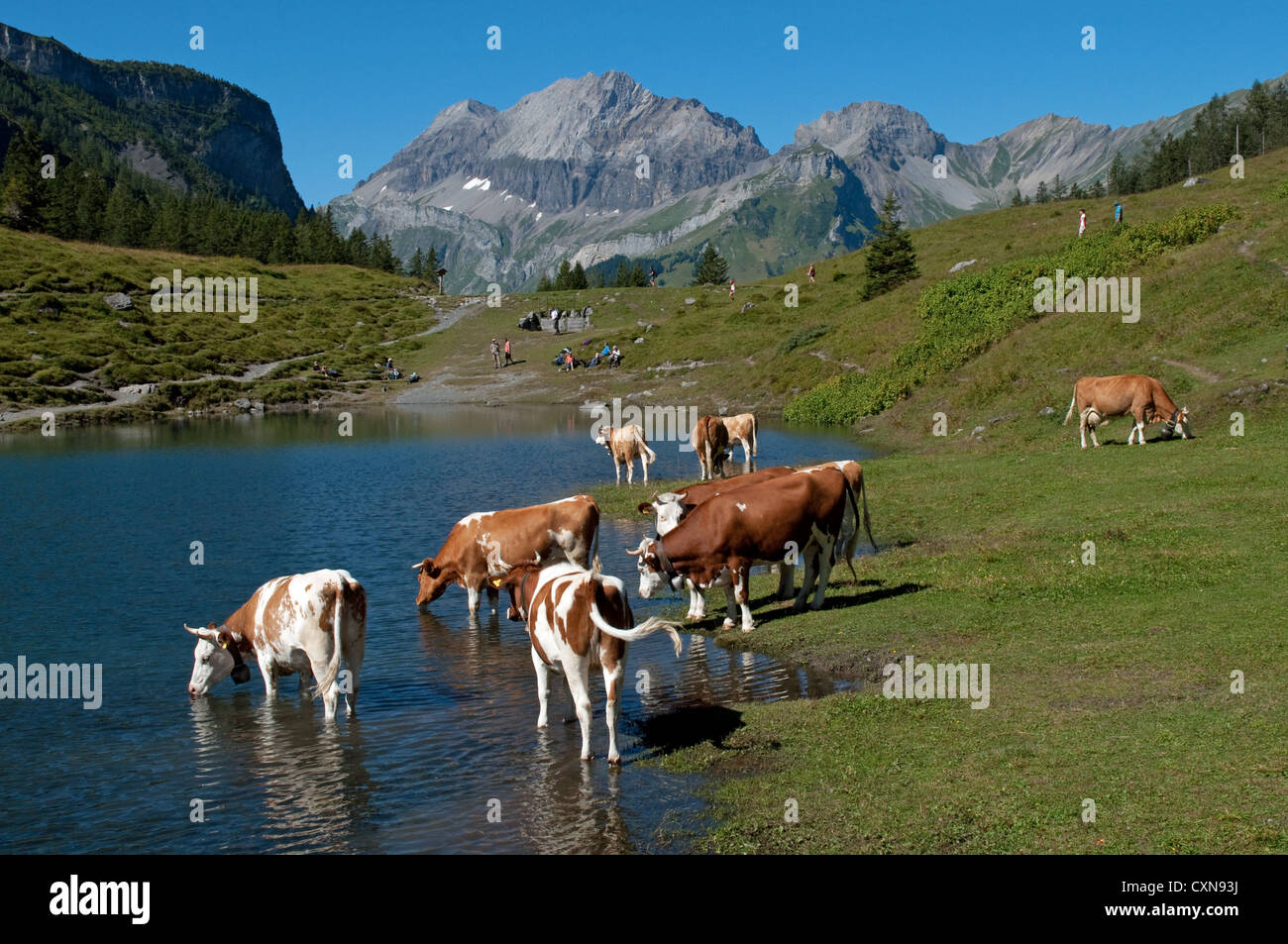 alpine cattle with cow bells Lake Oeschinen Kandersteg Switzerland Stock Photo