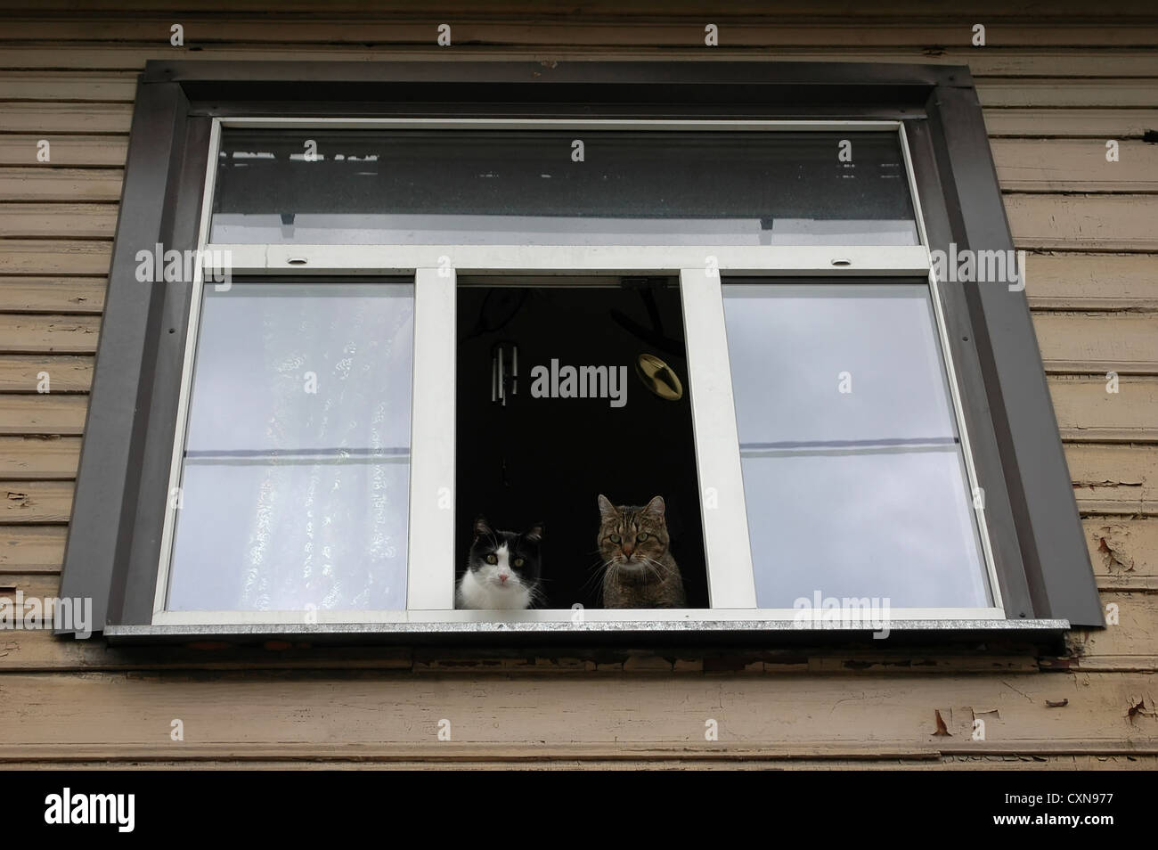 two curious cats by a window Stock Photo