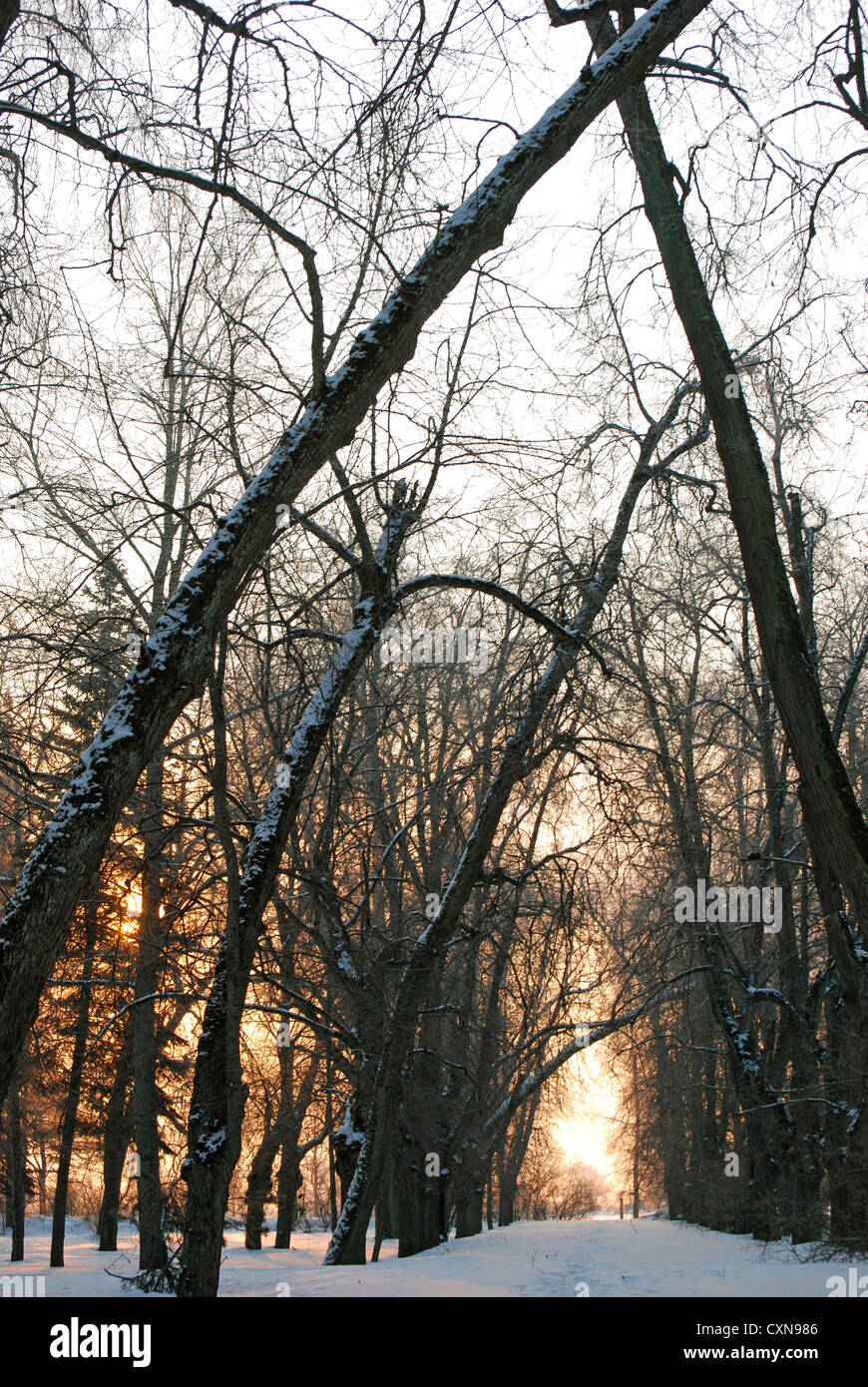 branches covered with frosty snow at winter Stock Photo