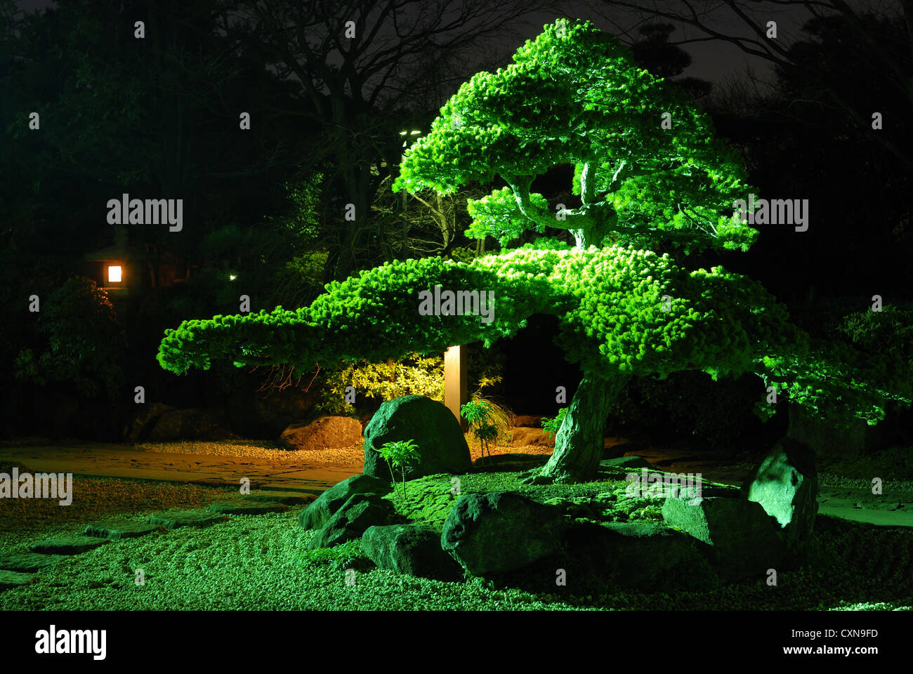 pine tree inside Japanese zen garden with scenic night illumination