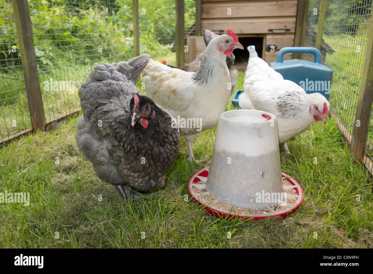 Keeping hens at home - UK. Hens in a run with feeder. Stock Photo