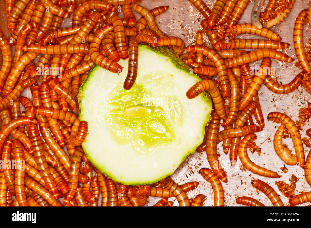 flour worms Stock Photo Alamy