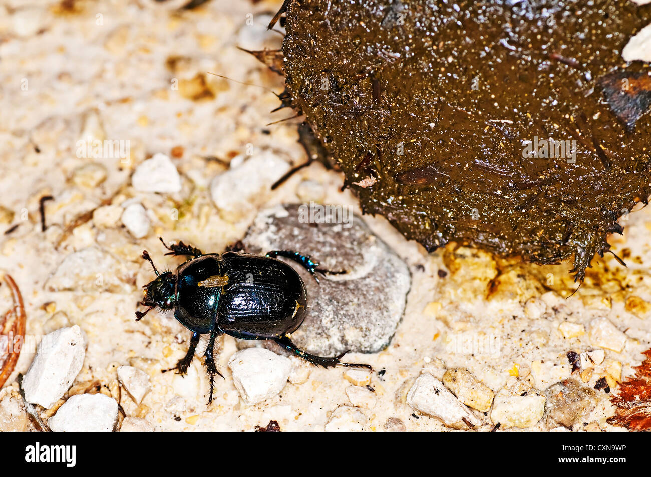 Dung beetle Geotrupes stercorosus Scr. Stock Photo