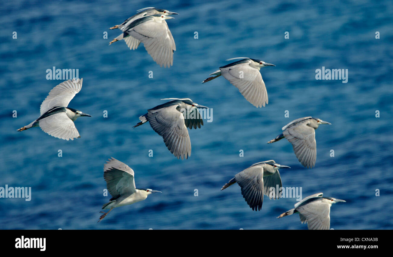 Night Herons Nycticorax nycticorax flock in flight over the sea mandria cyprus april Stock Photo