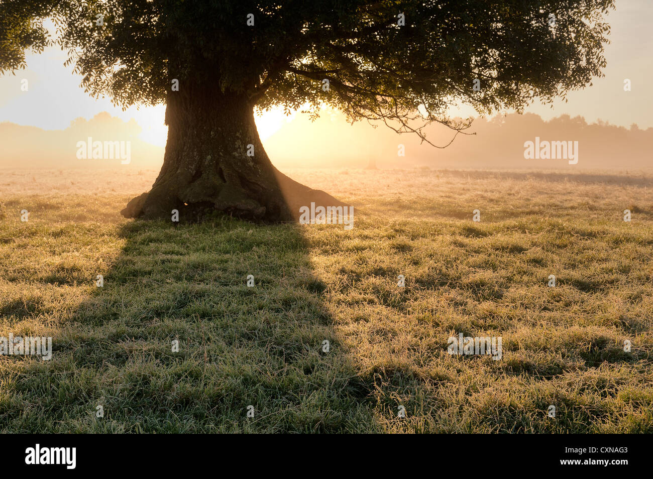 Dawn sunrise through fading mist evaporating from heat with sunshine ...