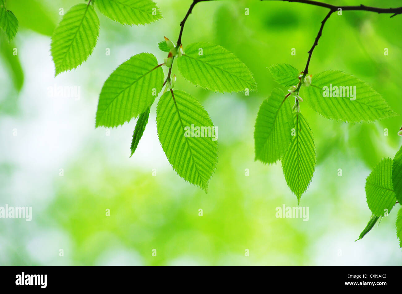 spring green leaves background in a sunny day Stock Photo