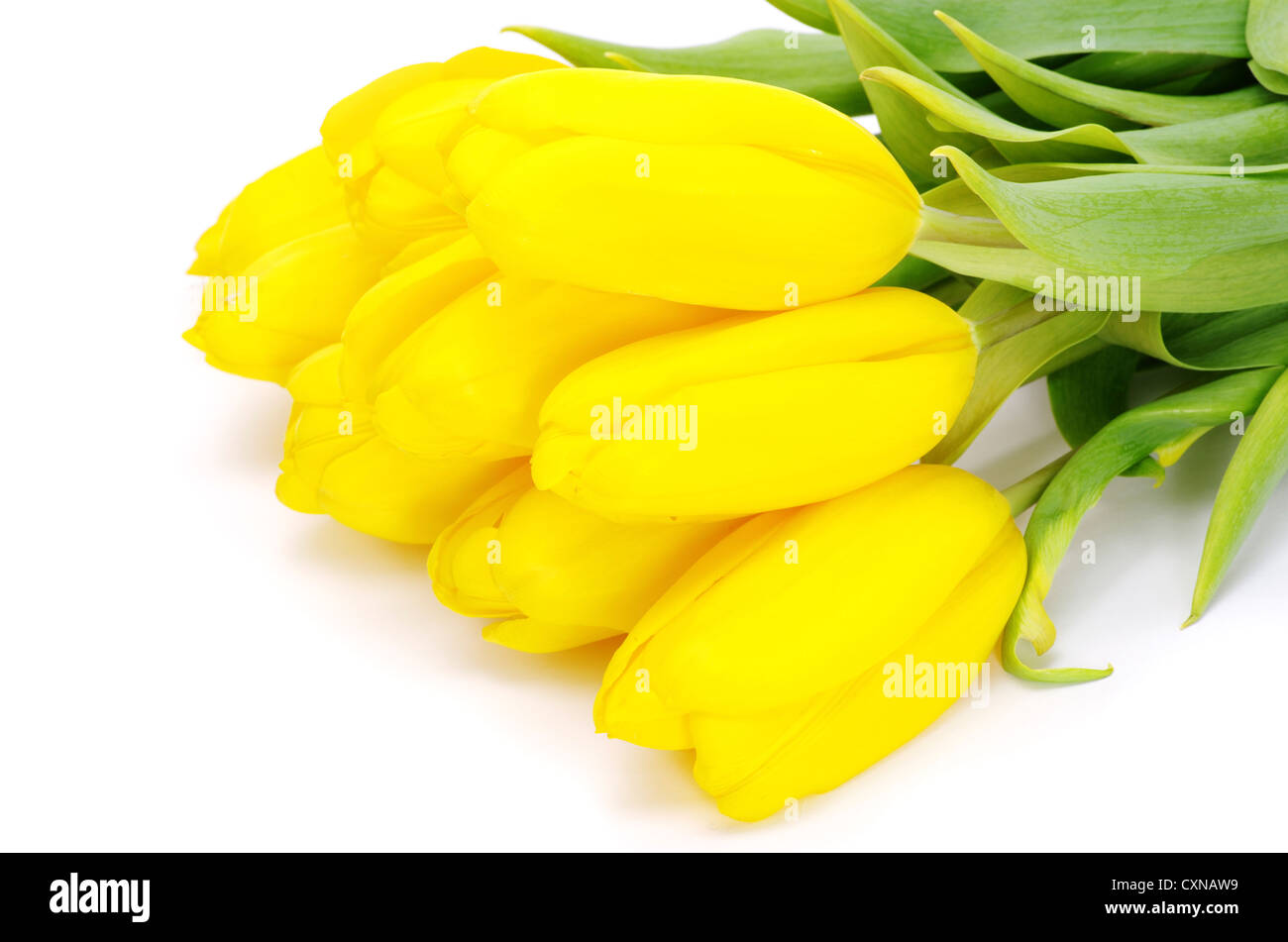 yellow tulips isolated on white background Stock Photo - Alamy