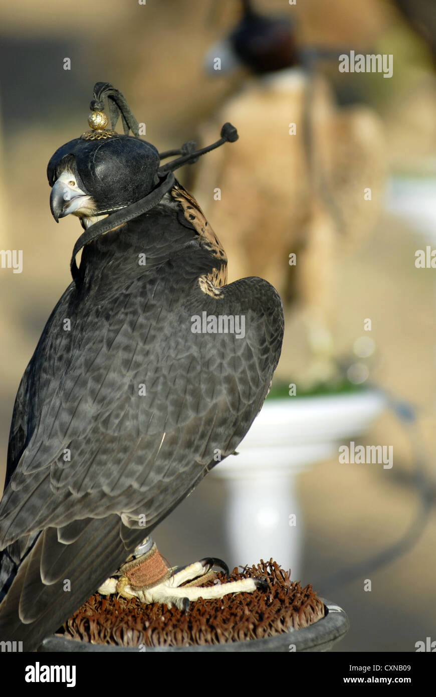 Hawks in the Dubai Desert Conservation Reserve, Dubai, UAE, United Arab Emirates, Persian Gulf