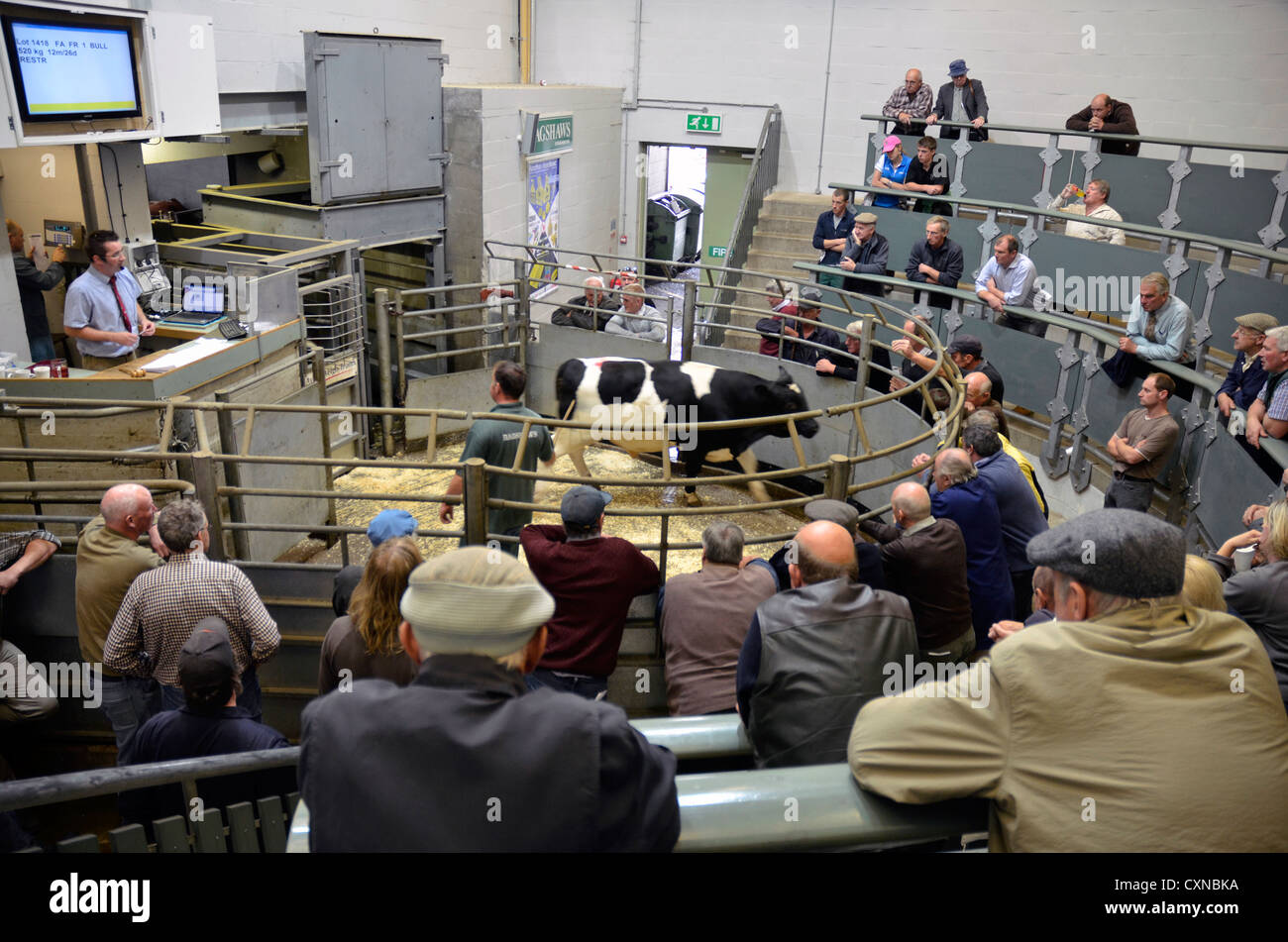 Bakewell livestock market bakewell derbyshire hires stock photography
