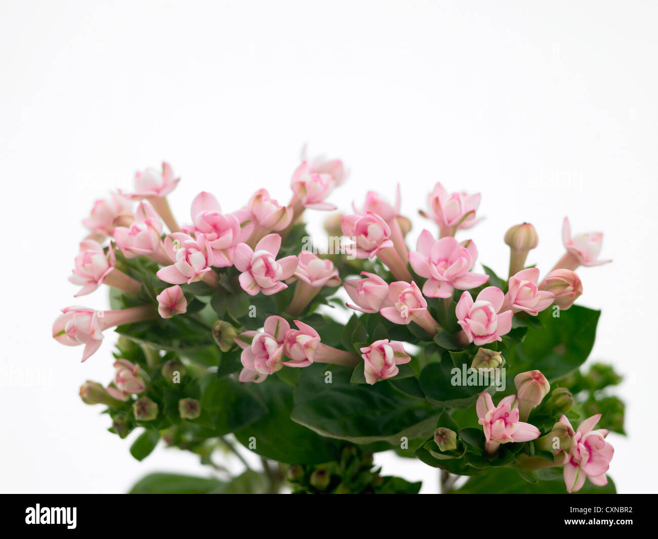 Bouvardia longiflora ‘Diamond Pink’ common name Bouvardia Stock Photo