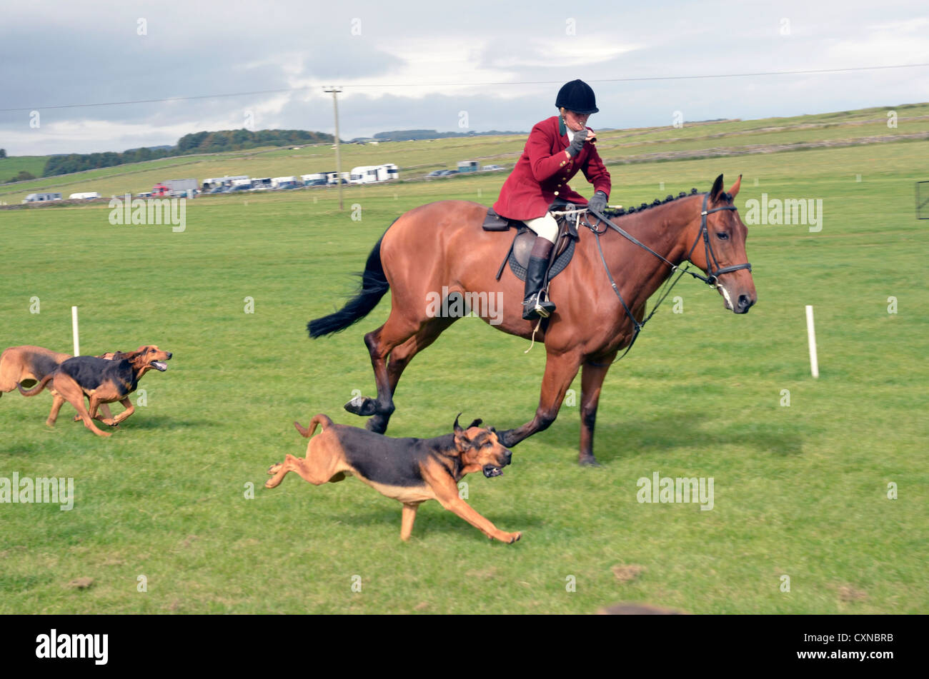 horse and hounds at speed Stock Photo Alamy