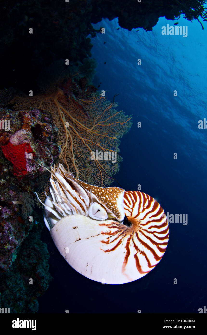 Chambered nautilus in Short Drop Off Palau Stock Photo