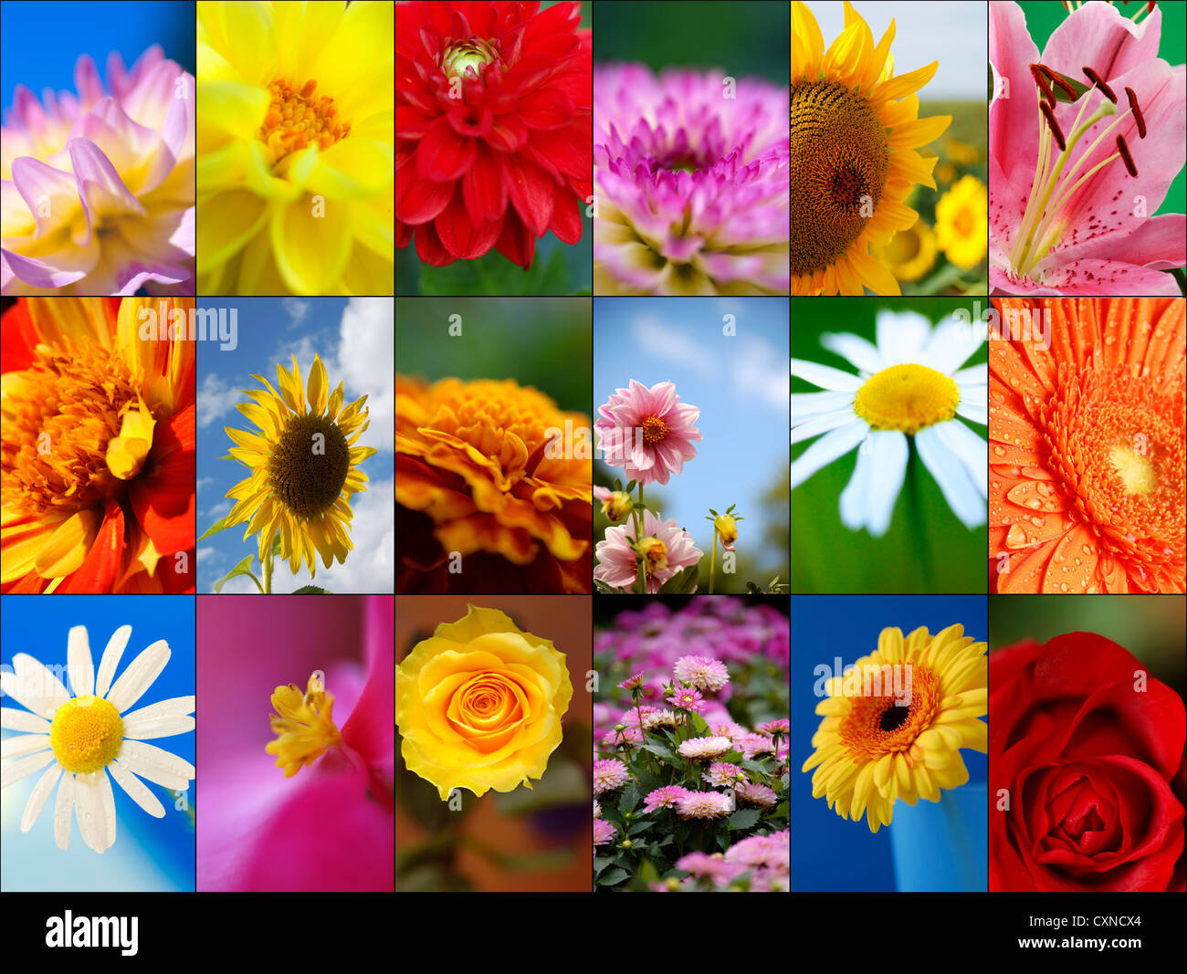 Flowers collage hi-res stock photography and images - Alamy