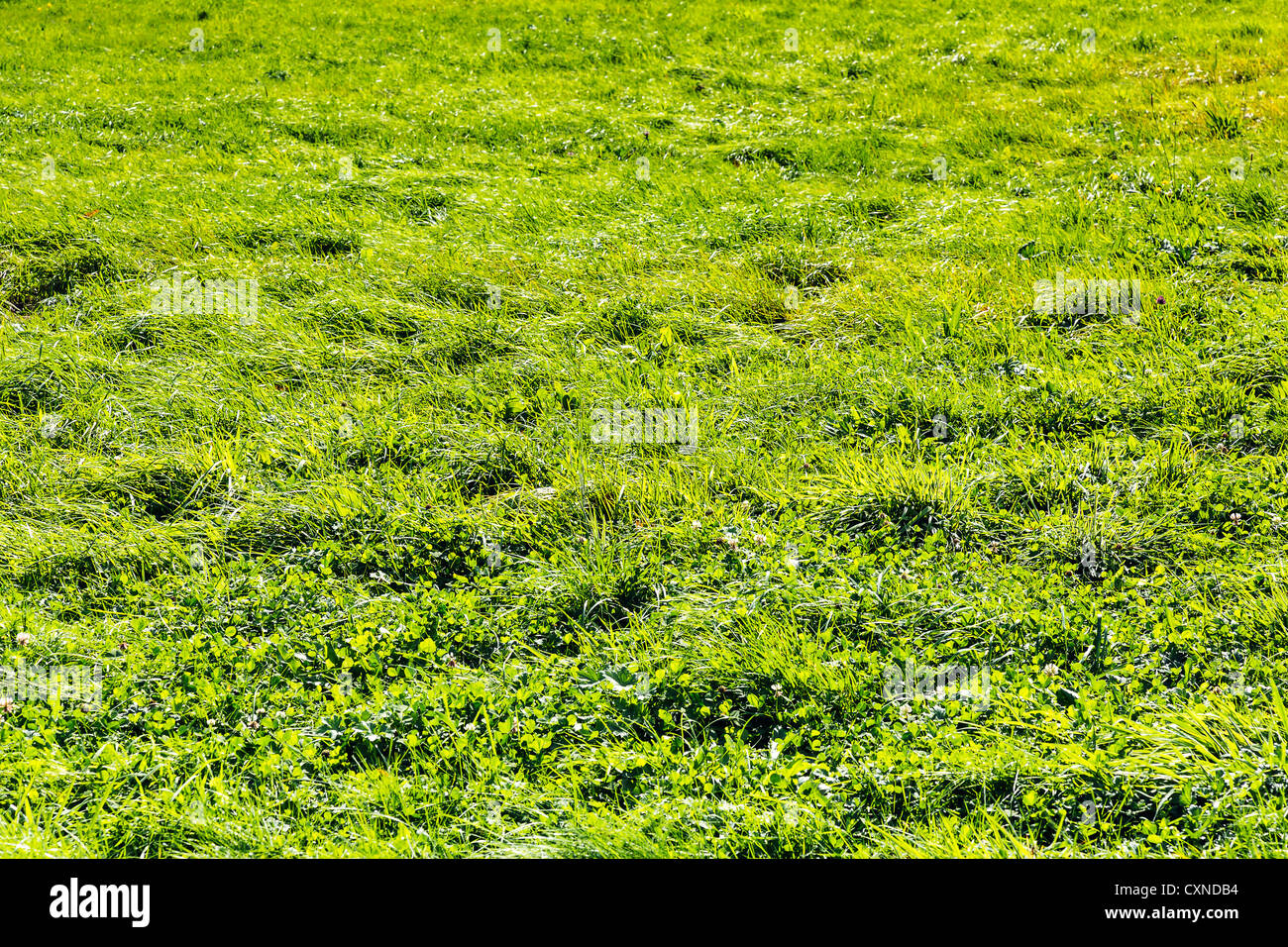 Green grass background Stock Photo - Alamy