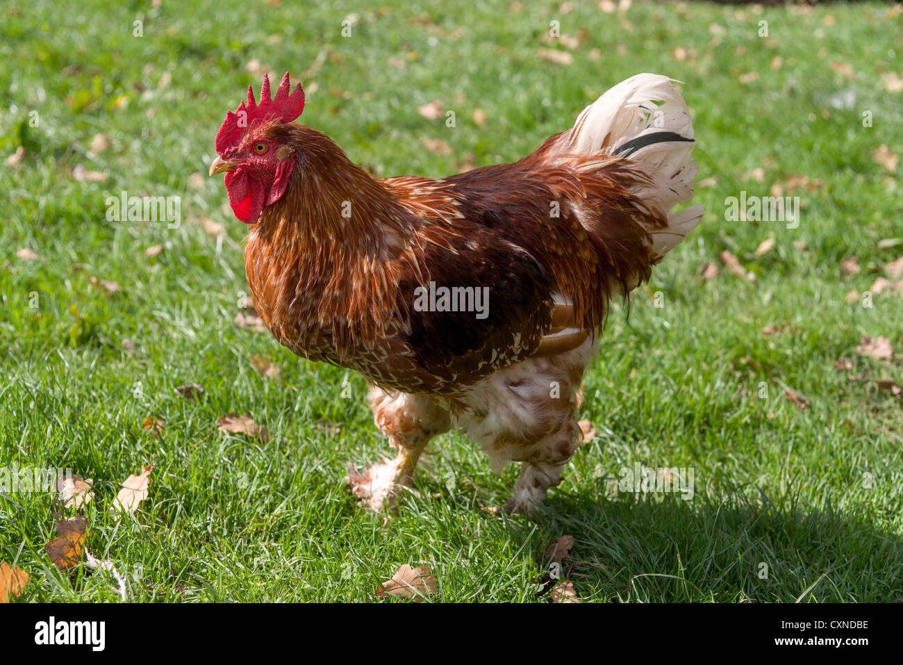 Cockerel chicken Stock Photo Alamy
