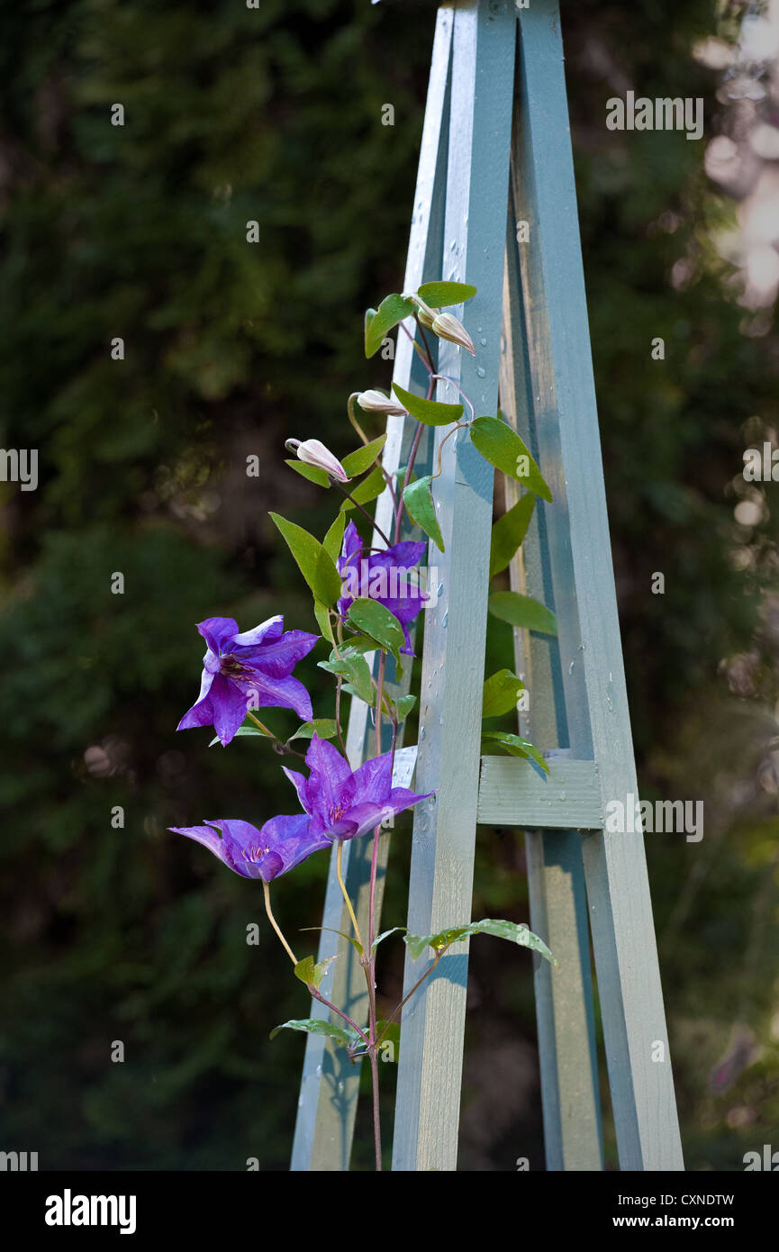 Clematis 'The President' using  an obelisk as support. Stock Photo
