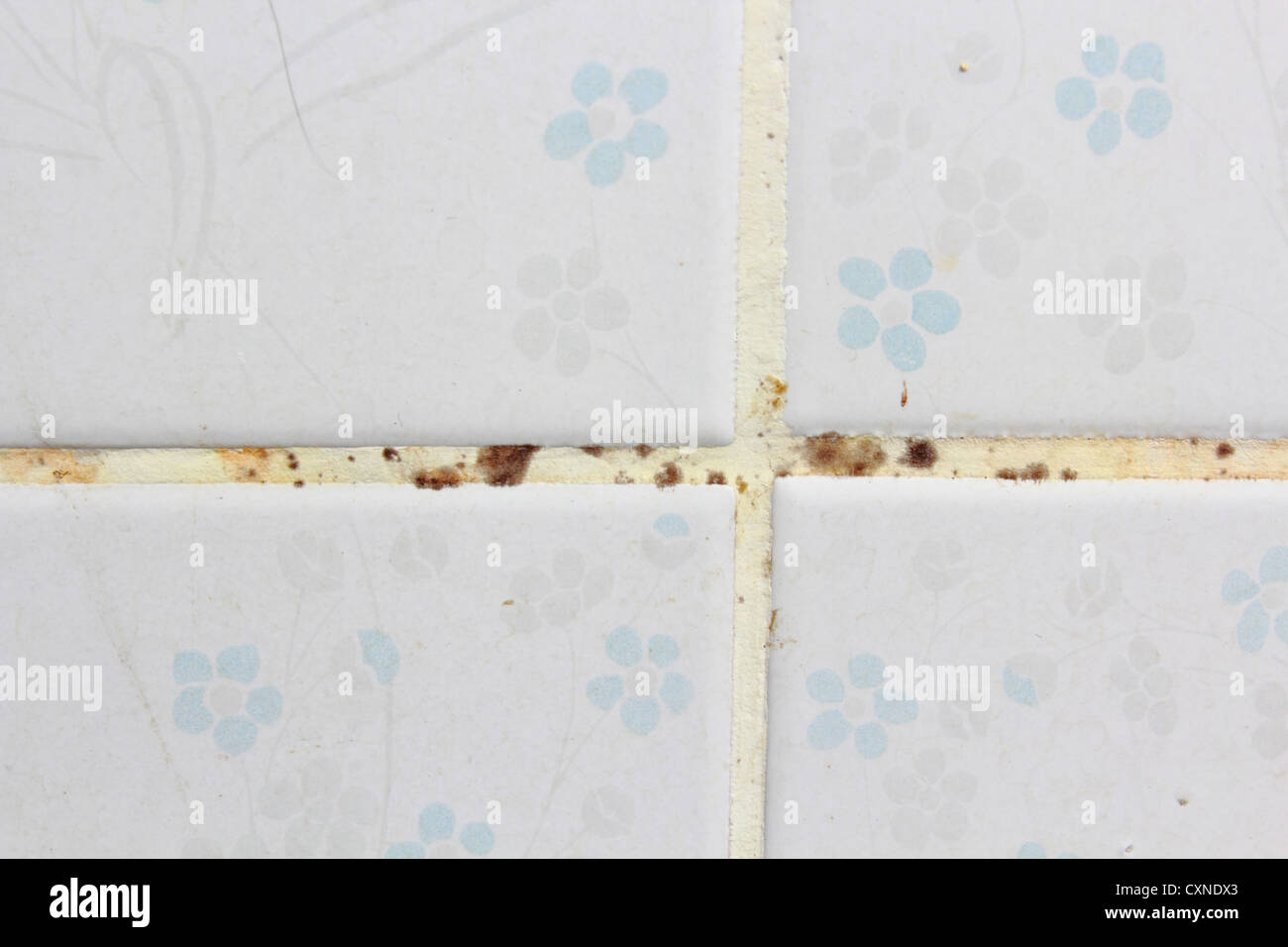 Mold on tile grout Stock Photo