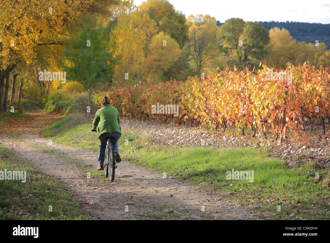 Autumn colors, Cycling in Rioja wine region, Spain, Europe, Stock Photo