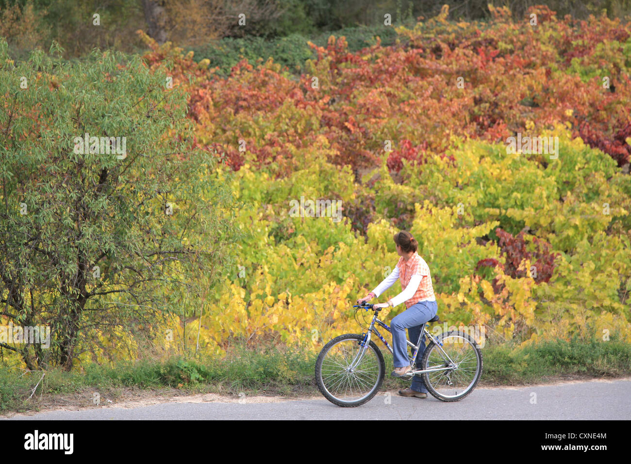 Autumn colors, Cycling in Rioja wine region, Spain, Europe, Stock Photo