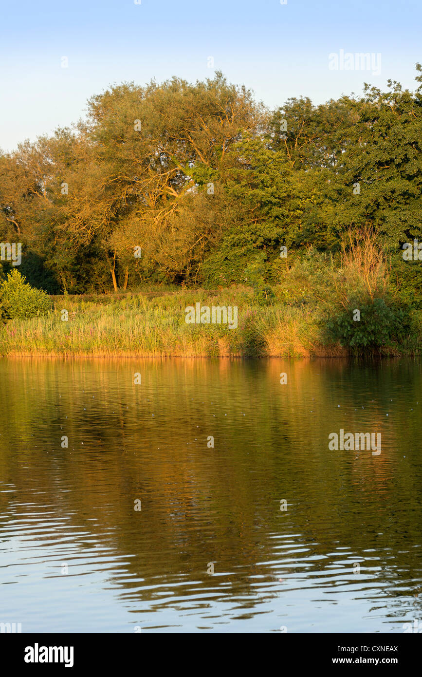 The banks of a river, with bushes and trees Stock Photo - Alamy