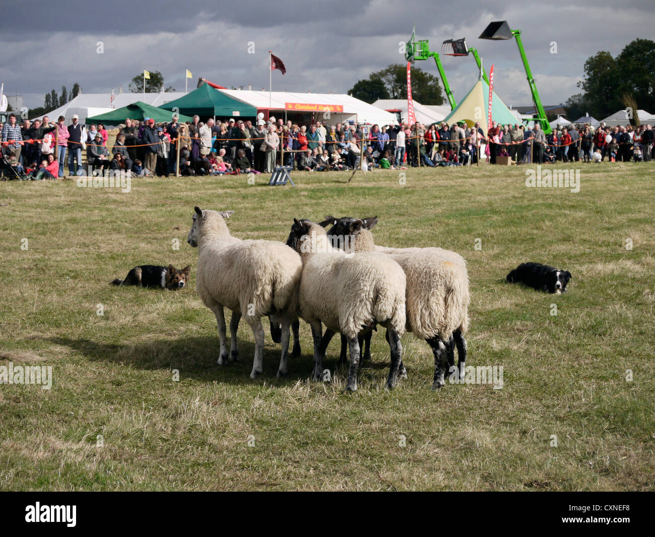 Sheepdog demonstration at Gransden and District Agricultural Show Stock