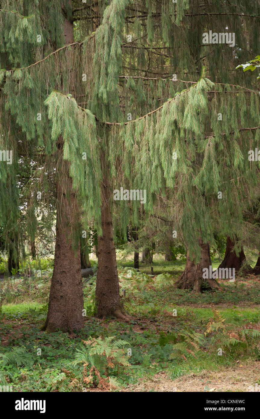 Morinda Spruce (Picea Smithiana) growing in forest/woodland, sunlit , undergrowth, ferns Stock Photo