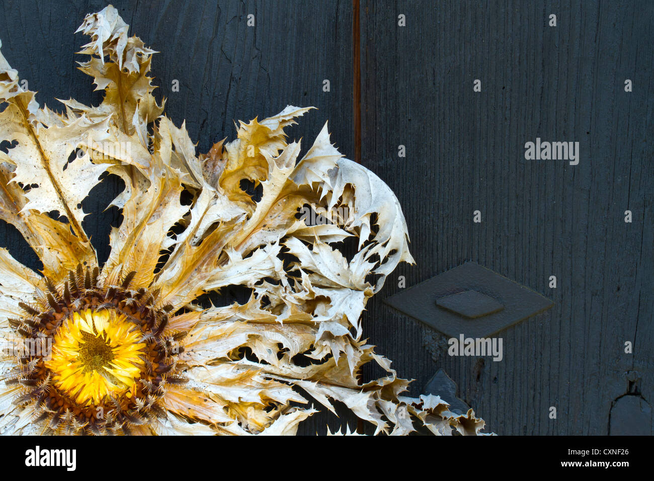 Stemless carline thistle (Carlina acaulis) flower. Stock Photo