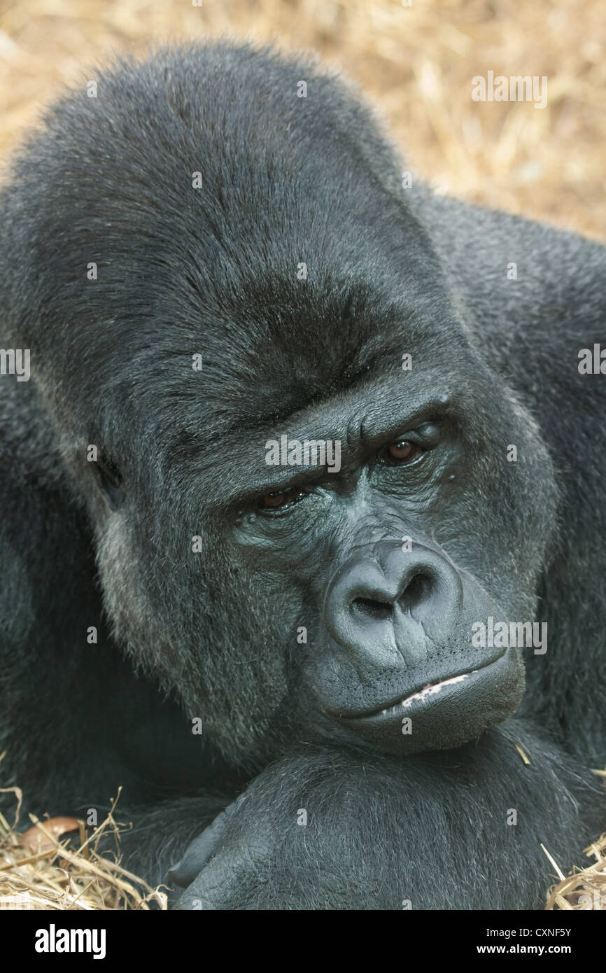 portrait of a male low land gorilla Stock Photo - Alamy