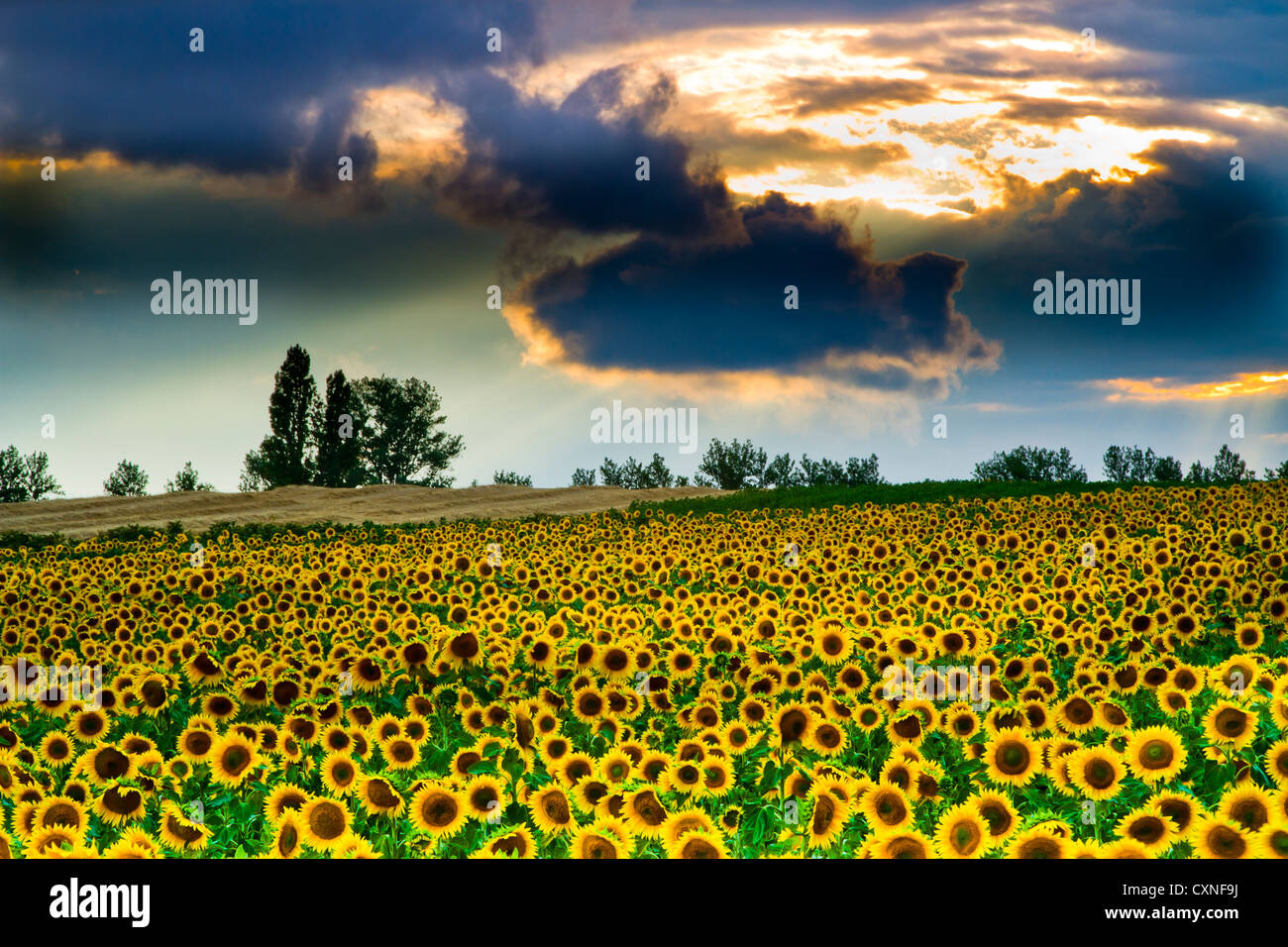 Sunflower ( Helianthus annuus) field and overcast sky. Pancorbo, Burgos, Castile and leon, Spain. Stock Photo