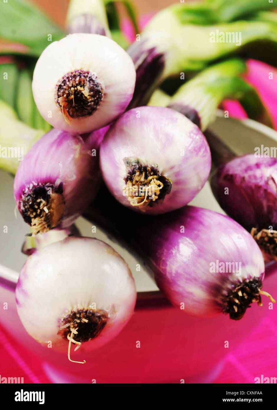 Red spring onion Stock Photo - Alamy