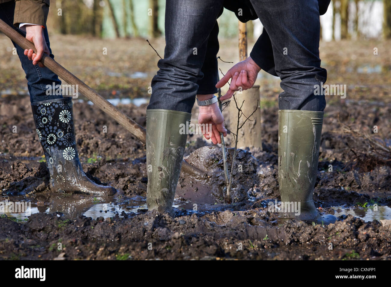 Man wearing rubber boots / wellies planting tree with shovel in muddy soil  Stock Photo - Alamy