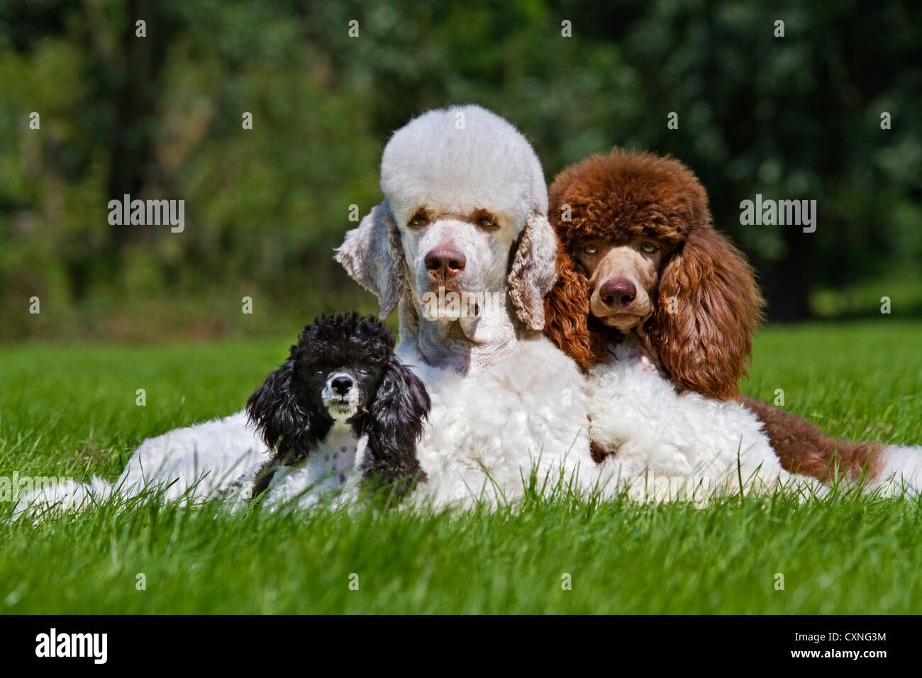 Harlequin and standard poodles (Canis lupus familiaris) in garden Stock Photo