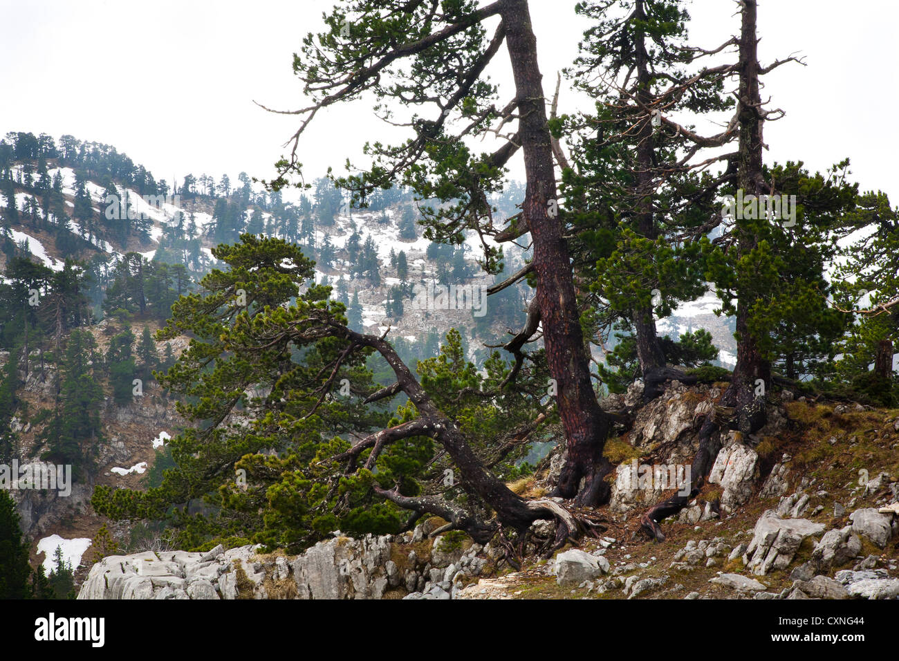 Mountain pine trees (Pinus uncinata). Larra Massif. Roncal Valley, Pyrennes, Navarre, Spain. Stock Photo