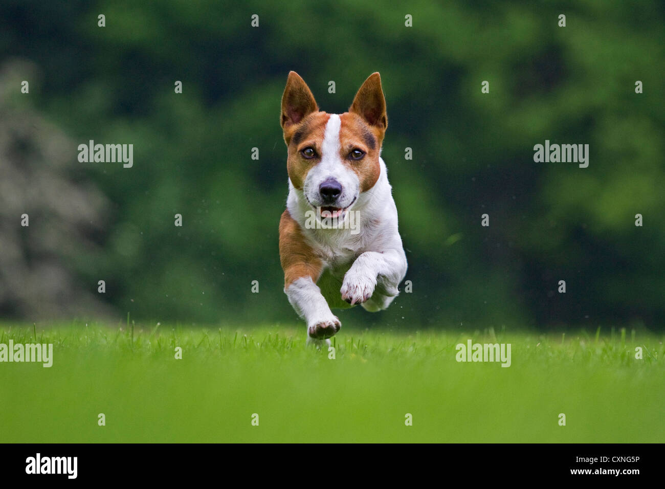 Smooth coated jack russell terrier hires stock photography and images Alamy