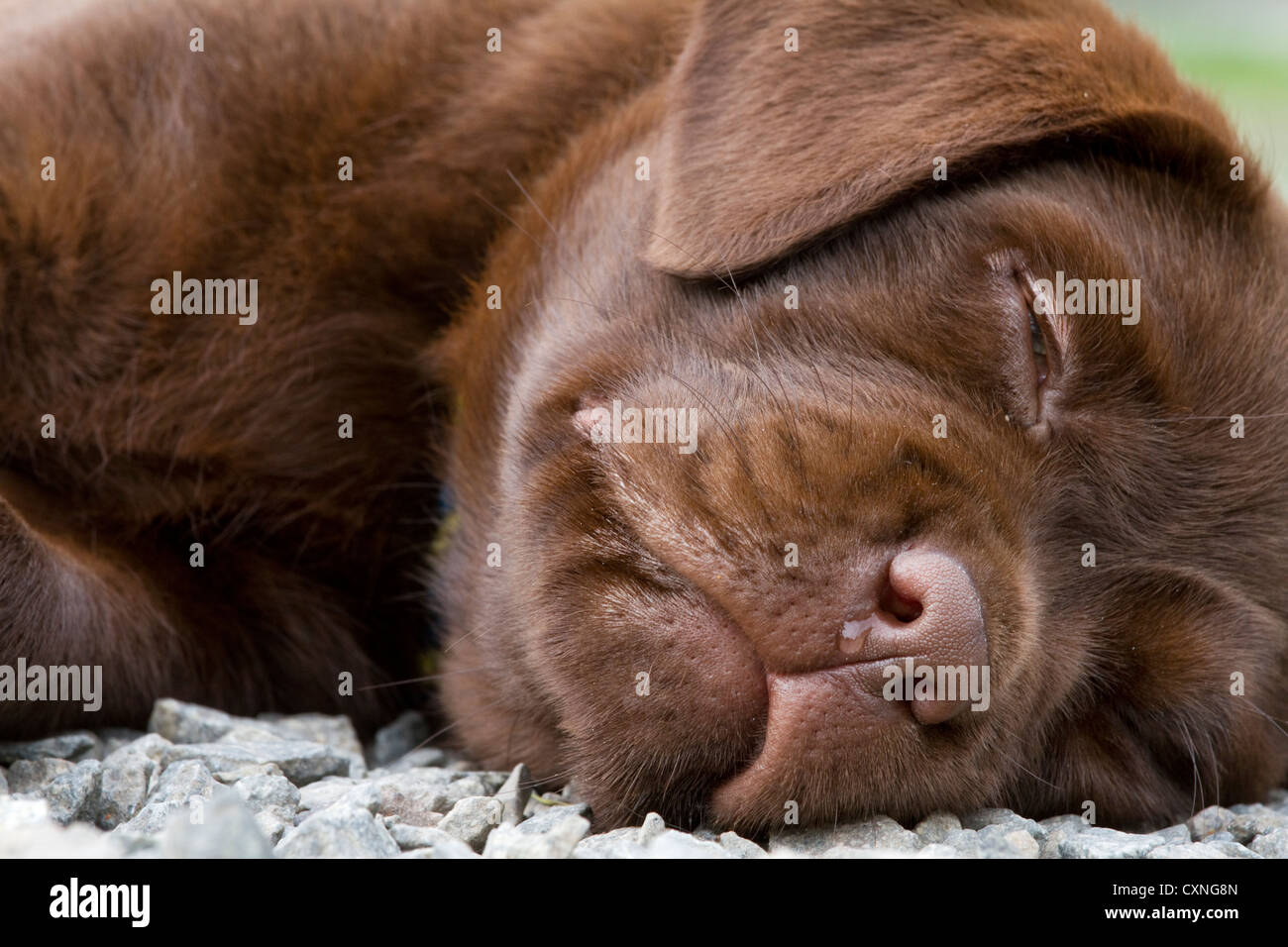 Labrador (Canis lupus familiaris) pup sleeping in garden Stock Photo