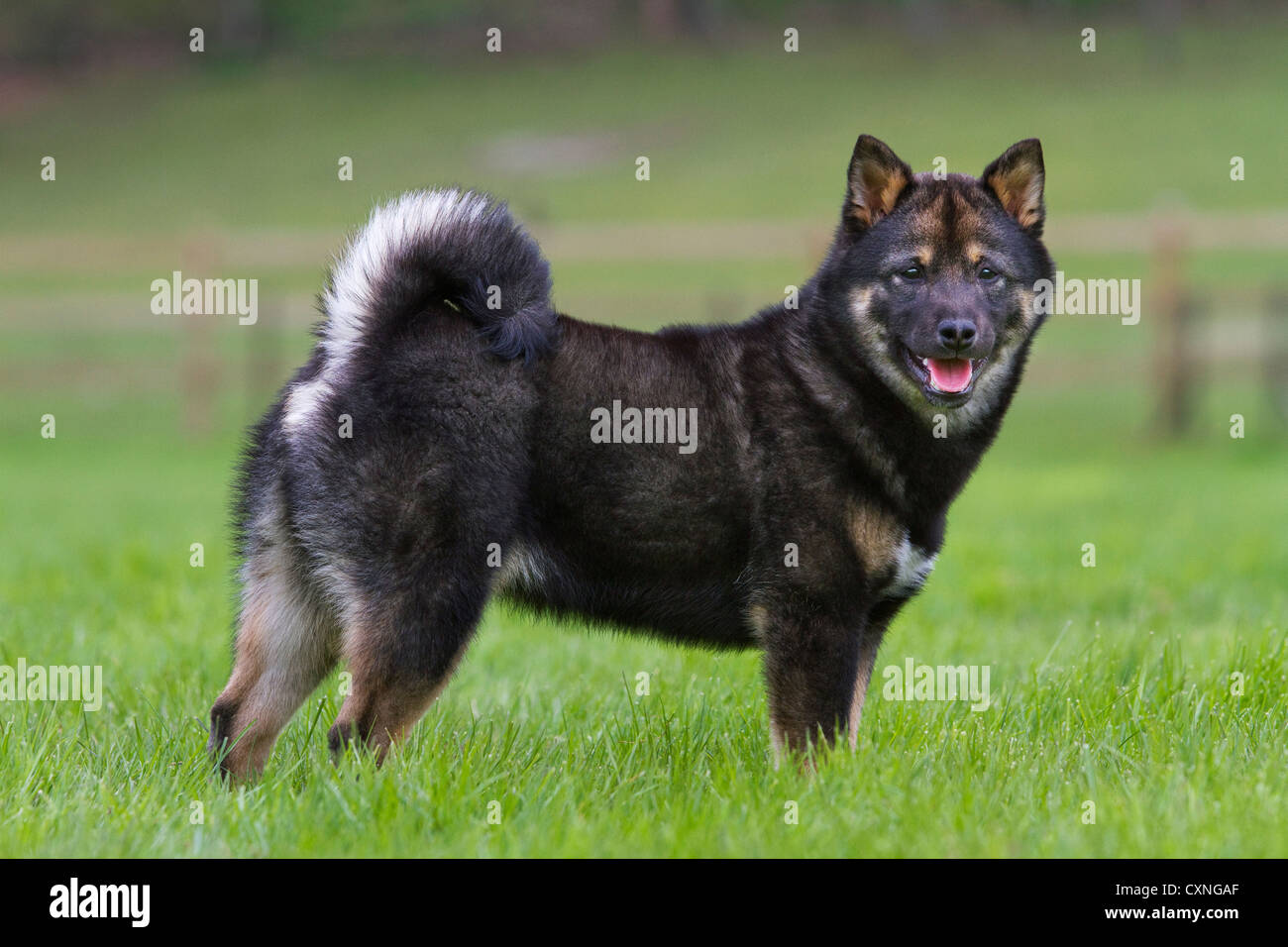 Shiba Inu / Shiba Ken (Canis lupus familiaris) Japanese dog breed in