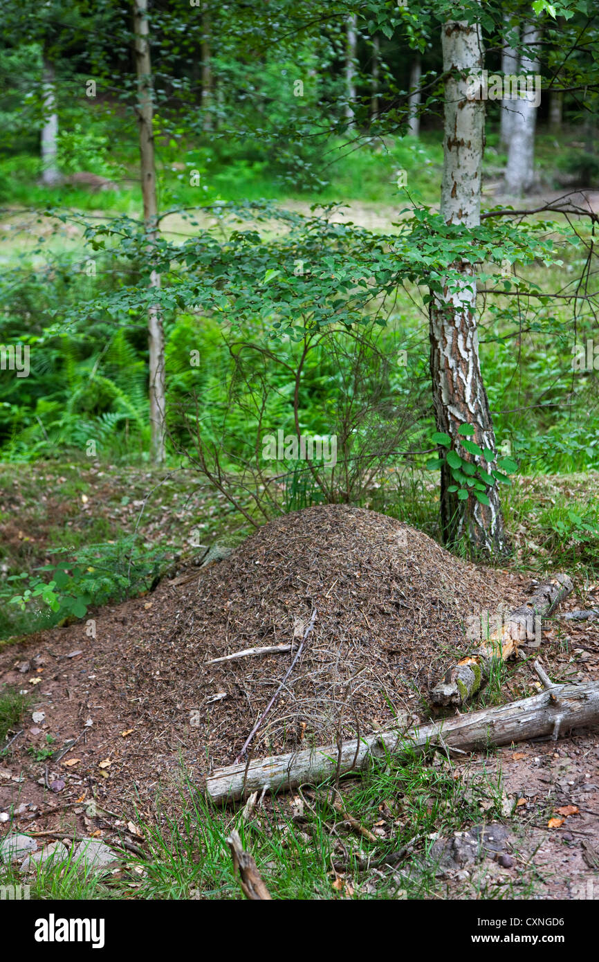Anthill of southern wood ants / horse ants (Formica rufa) in forest Stock Photo