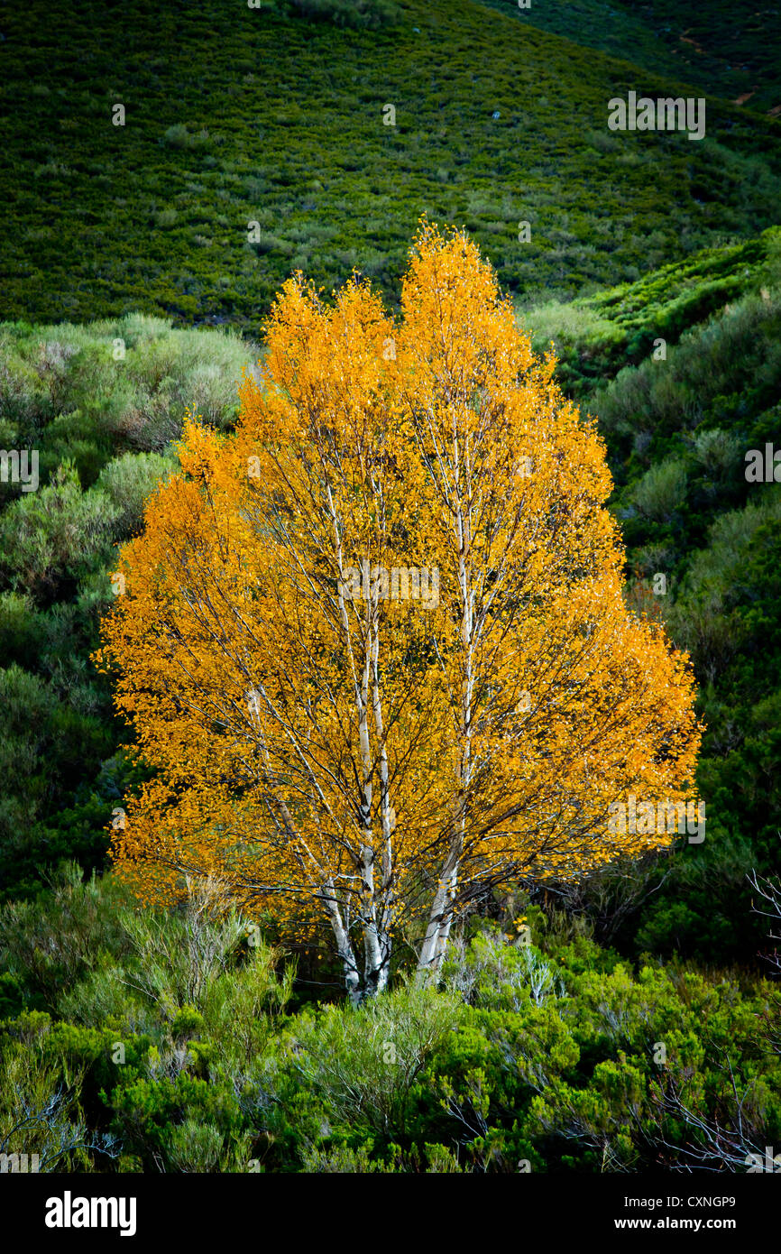 Downy birch (Betula pubescens Stock Photo - Alamy