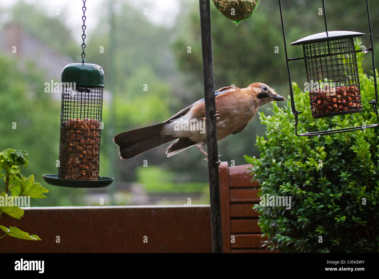 Bird eating nuts hires stock photography and images Alamy