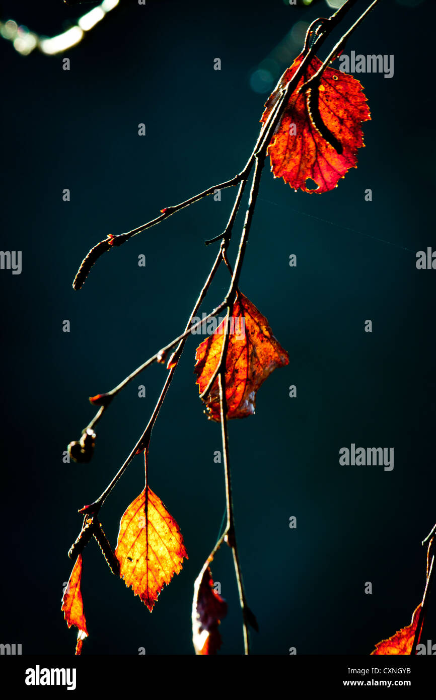 Hanging beech leaves hi-res stock photography and images - Alamy