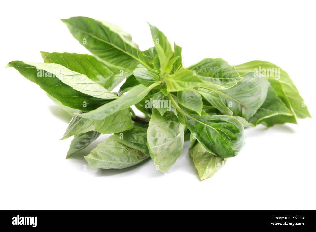 Sweet basils Cut Out Stock Images & Pictures Alamy