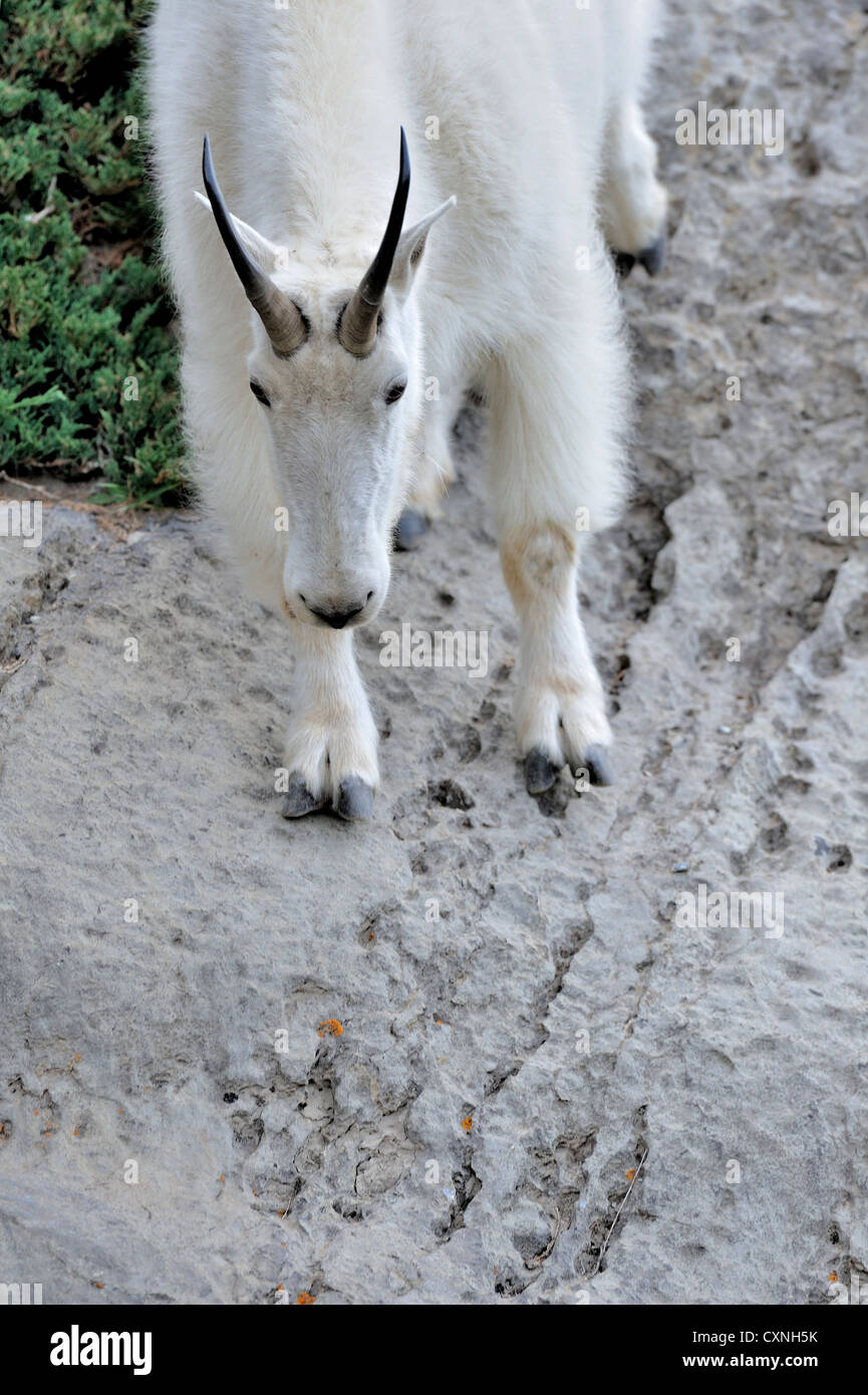 A white mountain goat traveling down the a steep rock cliff Stock Photo ...