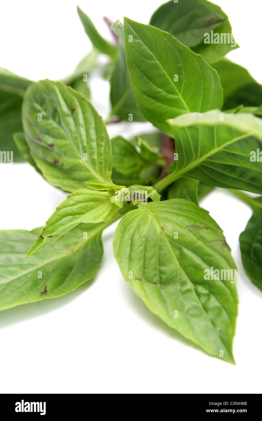 Sweet basils hires stock photography and images Alamy