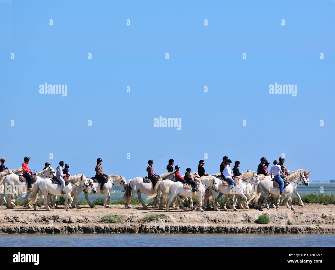 Holiday makers on an organised horse riding trip (on Camargue  horses riding along the etanges and marshes in the Camargue, South of France Stock Photo